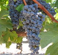 Joshuas Fault Wine - Accommodation Burleigh