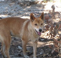 Cohunu Koala Park - Accommodation Burleigh