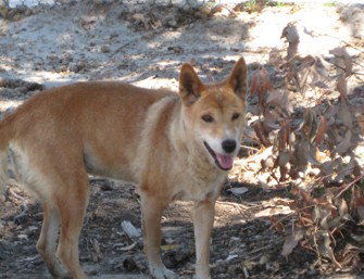 Cohunu Koala Park - Accommodation Burleigh 0