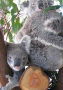 Cohunu Koala Park - Accommodation Burleigh 1
