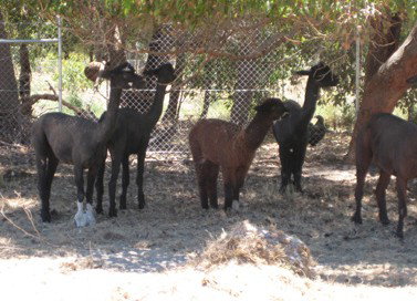 Cohunu Koala Park - Accommodation Burleigh 2