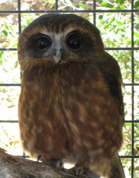 Cohunu Koala Park - Accommodation Burleigh 3