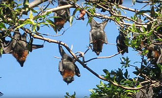 Blackbutt Reserve - Accommodation Burleigh 1