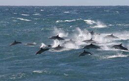  Accommodation Burleigh