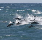 Tamboi Queen Cruises - Accommodation Burleigh