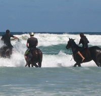 Pegasus Park Equestrian Centre - Accommodation Burleigh