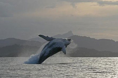 Byron Bay Whale Watching - Accommodation Burleigh 1