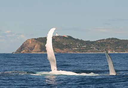 Byron Bay Whale Watching - Accommodation Burleigh 3