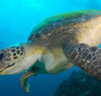 Byron Bay Dive Centre - Accommodation Burleigh