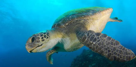 Byron Bay Dive Centre - Accommodation Burleigh 0