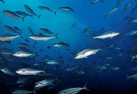 Byron Bay Dive Centre - Accommodation Burleigh 2