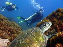 Byron Bay Dive Centre - Accommodation Burleigh 3