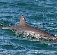 Byron Bay Dolphin Wildlife Tours - Accommodation Burleigh