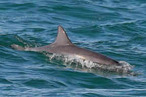 Byron Bay Dolphin Wildlife Tours - Accommodation Burleigh 0