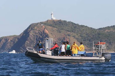 Byron Bay Dolphin Wildlife Tours - Accommodation Burleigh 1