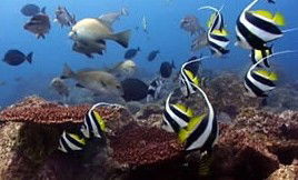 Byron Bay Dolphin Wildlife Tours - Accommodation Burleigh 3