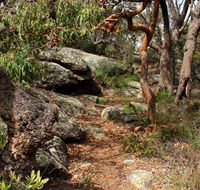 Box Head track - Accommodation Burleigh
