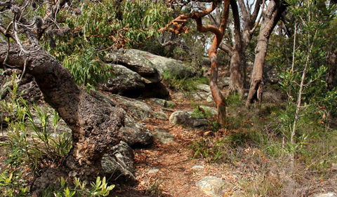 Box Head Track - Accommodation Burleigh 0
