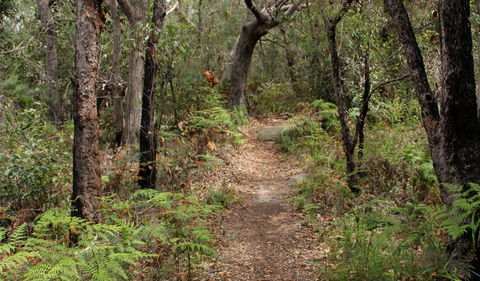 Box Head Track - Accommodation Burleigh 1