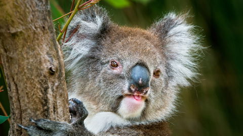 Brisbane Water National Park - Accommodation Burleigh 2