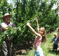 Forest Range Cherries - Accommodation Burleigh
