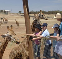 Monarto Open Range Zoo - Accommodation Burleigh