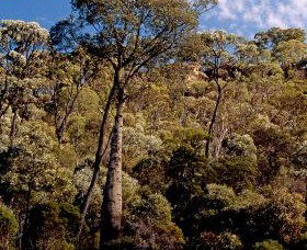 Ka Ka Mundi, Carnarvon National Park - Accommodation Burleigh 0