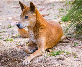 Territory Wildlife Park - Accommodation Burleigh 2