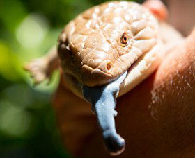 Territory Wildlife Park - Accommodation Burleigh 5