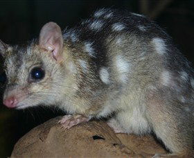 Territory Wildlife Park - Accommodation Burleigh 6