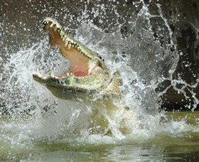 Crocodylus Park - Accommodation Burleigh 5