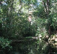 Wabunga Wayemba Charmillan Creek walking track - Accommodation Burleigh