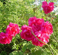 Bishop's Lodge Historic House and Heritage Rose Garden - Accommodation Burleigh