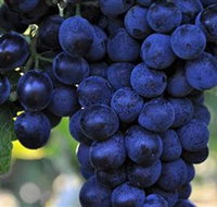 De Bortoli Wines Bilbul - Accommodation Burleigh