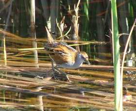 Fivebough Wetlands - Accommodation Burleigh 1