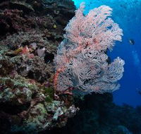 Barracuda Bommie Dive Site - Accommodation Burleigh
