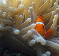 The Hangover Dive Site - Accommodation Burleigh