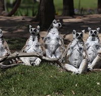 Savannah Visitor Plaza Taronga Western Plains Zoo Dubbo - Accommodation Burleigh