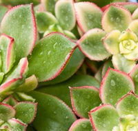 Billabong Garden Complex  Cafe - Accommodation Burleigh