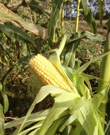 Captains Creek Organic Wines - Accommodation Burleigh 2