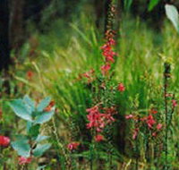 Enfield State Park - Accommodation Burleigh
