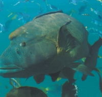 Fairey Reef - Accommodation Burleigh