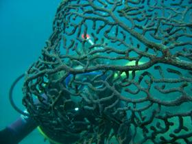Fairey Reef - Accommodation Burleigh 3