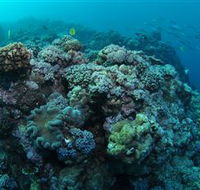 Manta Ray Drop Off Dive Site - Accommodation Burleigh