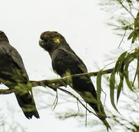 Conimbla National Park - Accommodation Burleigh