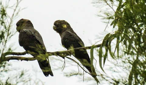 Conimbla National Park - Accommodation Burleigh 0