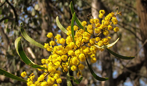 Conimbla National Park - Accommodation Burleigh 2