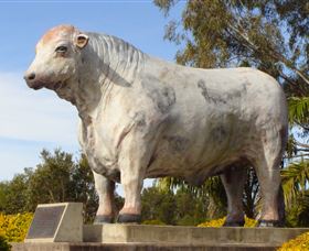 Rockhampton Bull Statues - Accommodation Burleigh 1