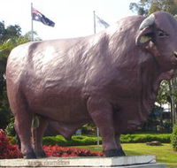 Rockhampton Bull Statues - Accommodation Burleigh