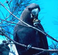 Mount Archer National Park - Accommodation Burleigh